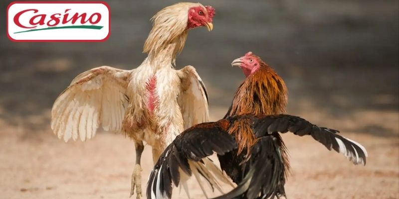 Đá Gà CASINO88 – Giải Trí Và Săn Tiền Thưởng Mỗi Ngày