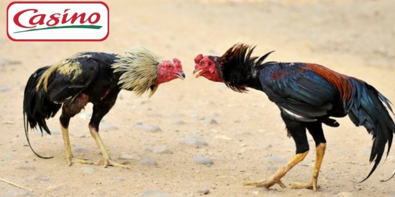 Đá Gà CASINO88 – Giải Trí Và Săn Tiền Thưởng Mỗi Ngày