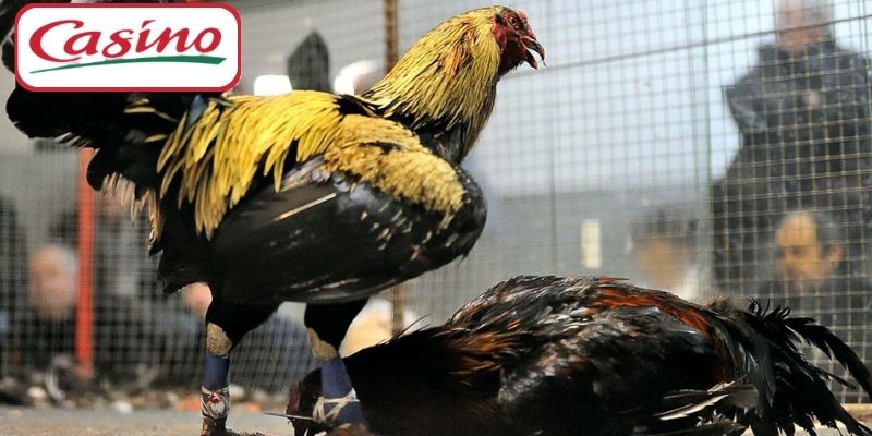 Đá Gà CASINO88 – Giải Trí Và Săn Tiền Thưởng Mỗi Ngày
